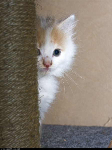 Котики для поднятия настроения