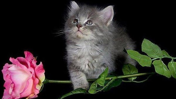 Добрый вечер кошечки с цветами