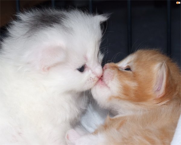 Влюбленные котята