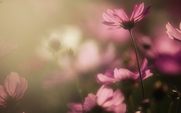 Цветы спокойные тона