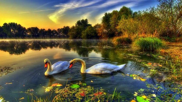 Красивая природа с лебедями