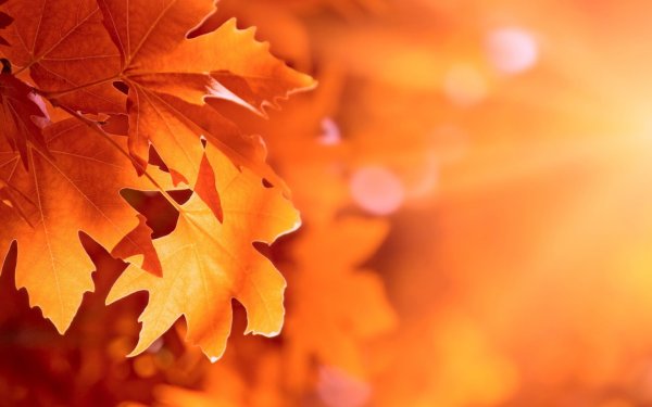 Осенняя викторина