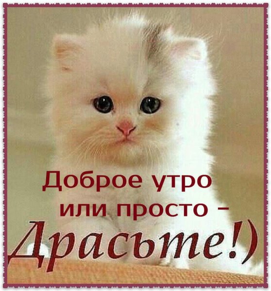 Милый котенок с бантиком
