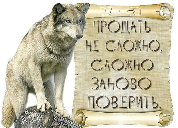 Мудрость волка