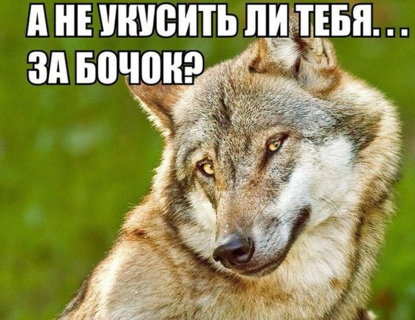 Я злой и страшный серый волк я в поросятах знаю толк