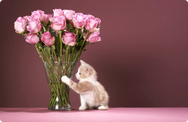 Котенок с букетом цветов