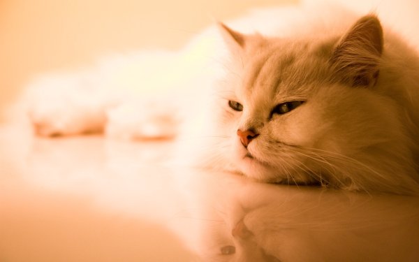 Обложка для фейсбука кошка