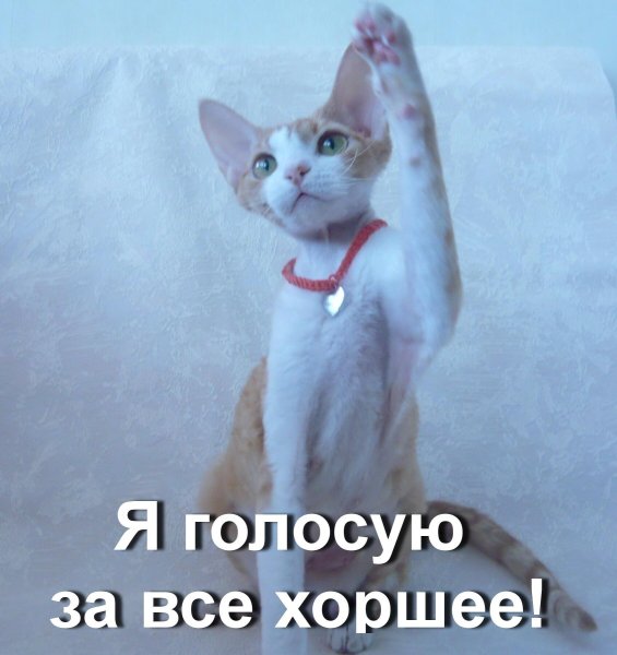 Открытки все на выборы прикольные