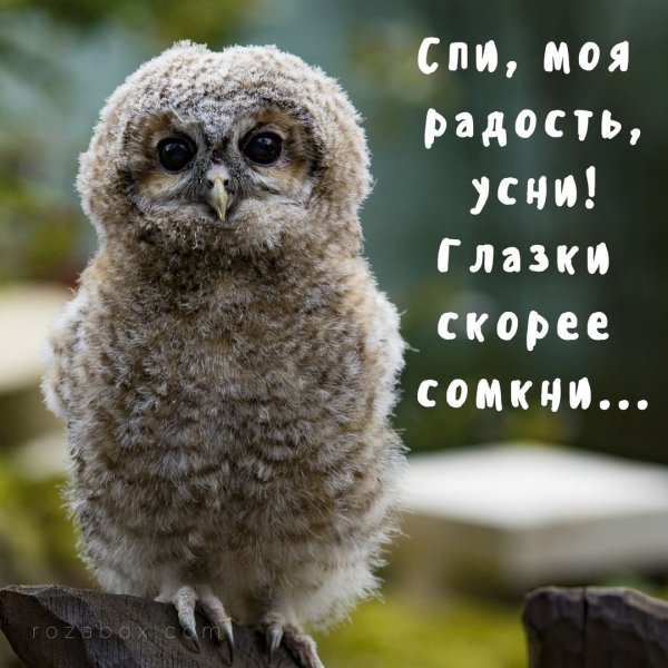 Спи, моя радость
