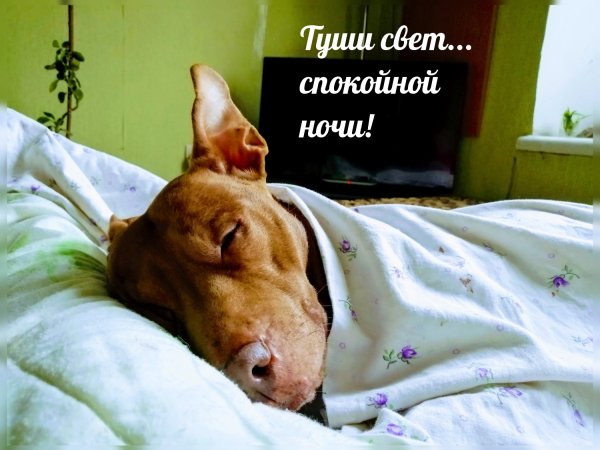Спокойной ночи прикол
