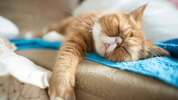 Спящий котик