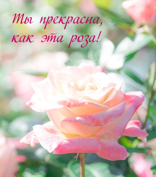 Белая роза среди красных
