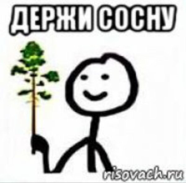 Мем держи сосну