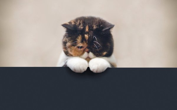 Грустный кот