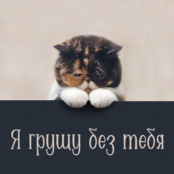 Грустные котики с надписями