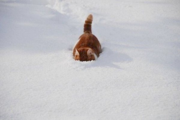 Кот торчит из сугроба
