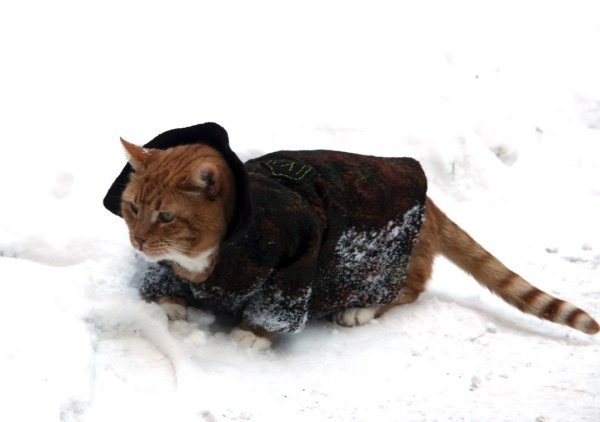 Кот Филимон Выборгский замок