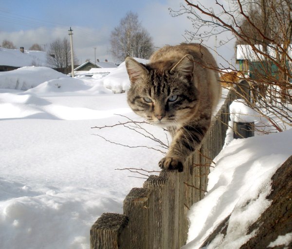 Кот в снегу