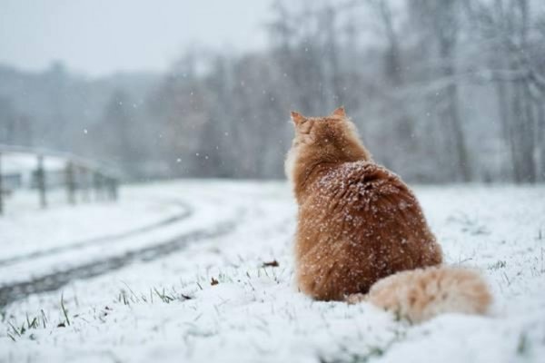 Кот в сугробе