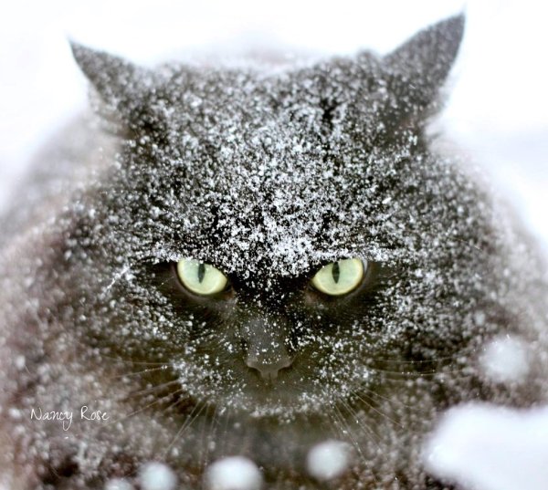 Зимний кот
