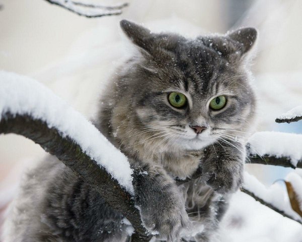Кот в снегу кокаин