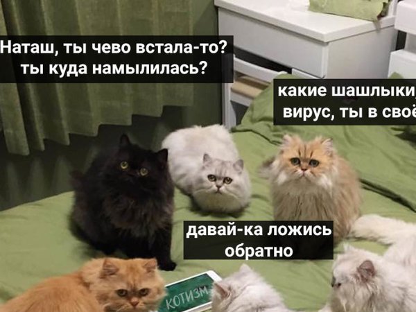 Приколы про котиков и Наташу