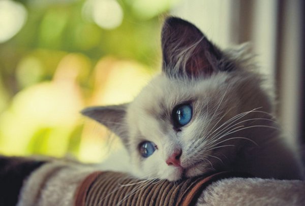 Котенок грустит