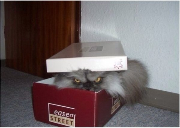 Злой кот в коробке