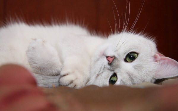 Белый котенок с зелеными глазами