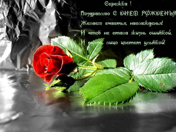 Красивая одинокая роза