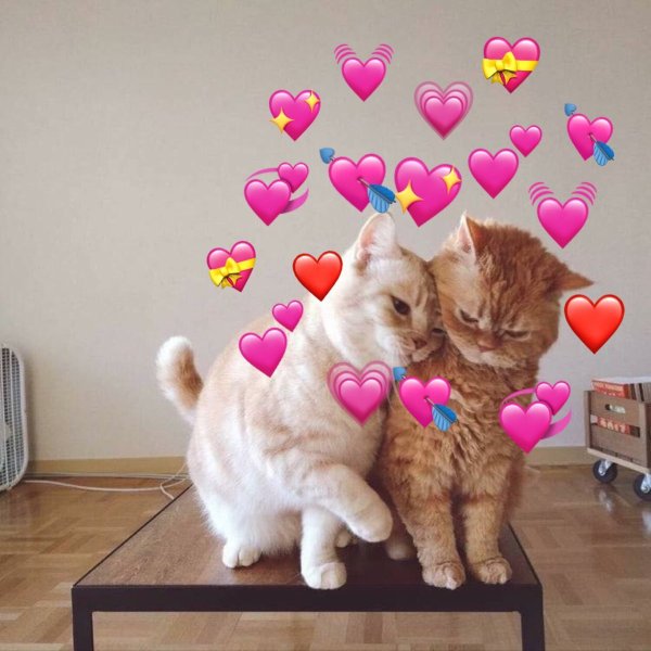 Котики с сердечками