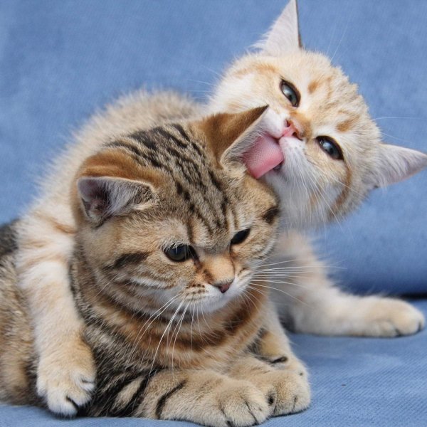 Люблю тебя котик