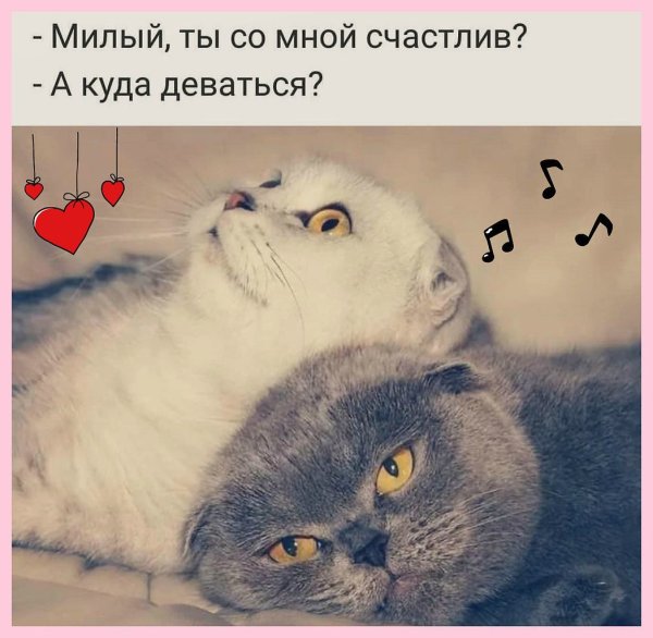 Милый ты со мной счастлив а куда деваться картинки