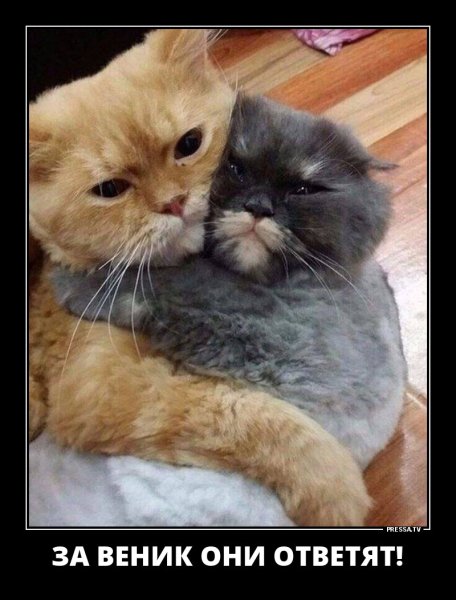 Милые пикчи с котами