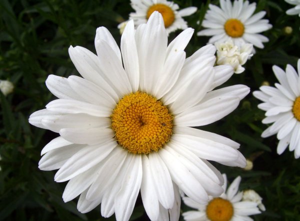 Ромашки с добрыми пожеланиями здоровья