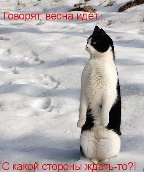Я Пингвин