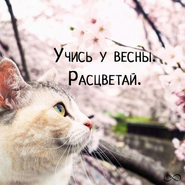 Статусы про весну красивые