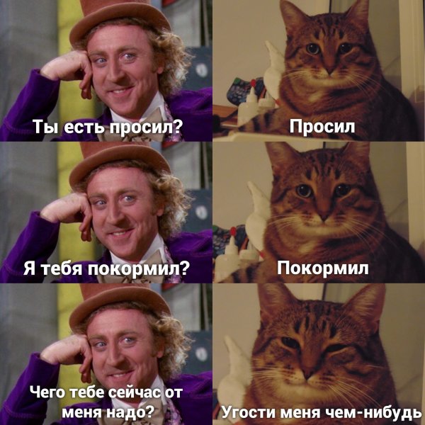 Смешные мемы про котов