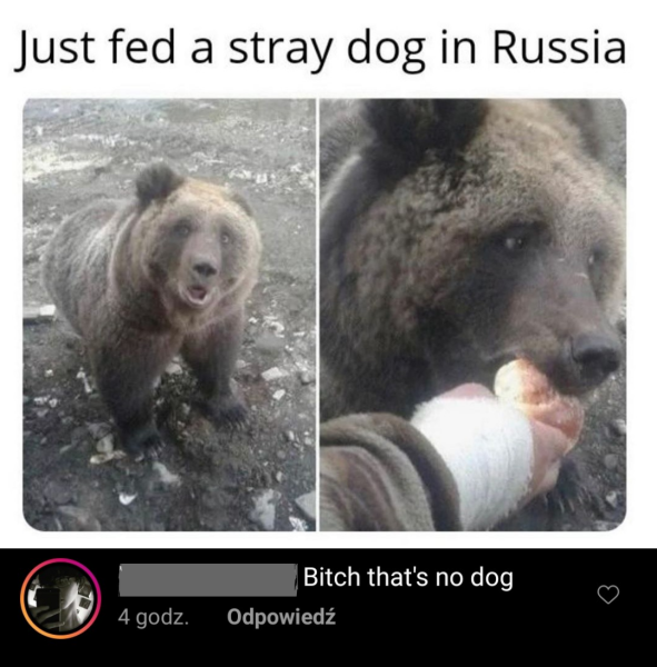 Я может и выпиваю но даже состоянии подкармливаю собак