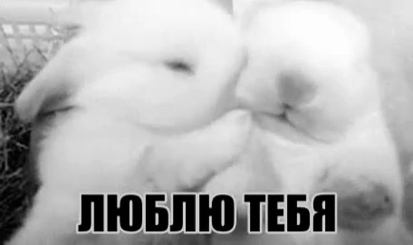 Люблю тебя заяц