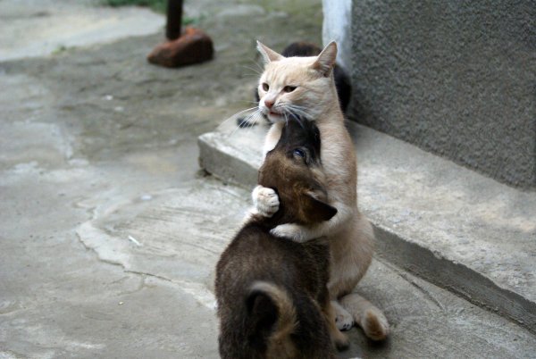 Кот обнимает собаку