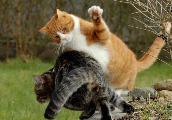 Котята поют