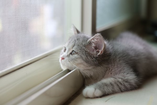 Кот скучает