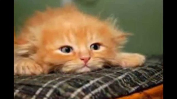 Грустный рыжий котенок