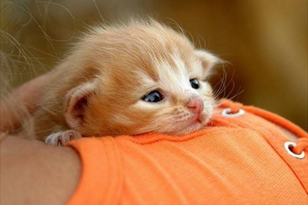 Рыжий котенок плачет