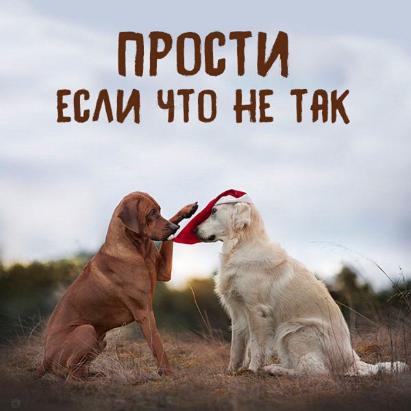 Прости если