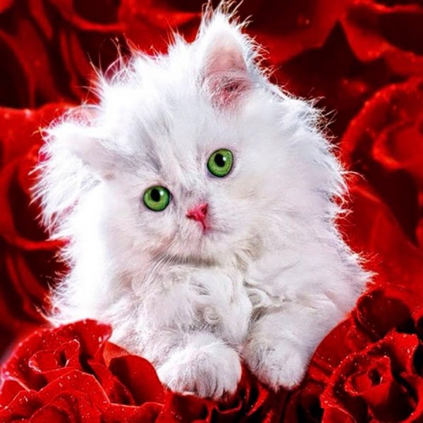 Розы и котенок