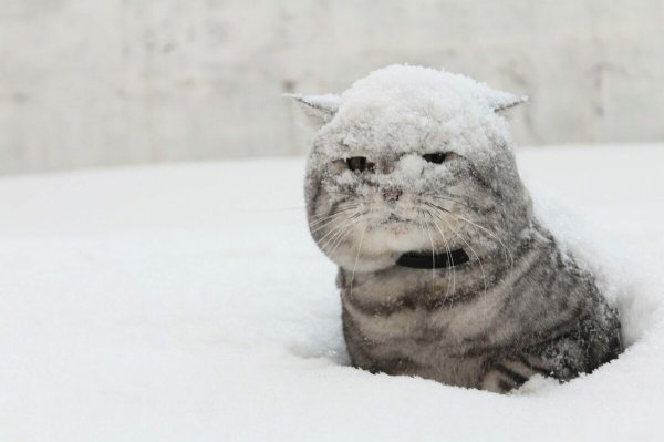 Кот в снегу