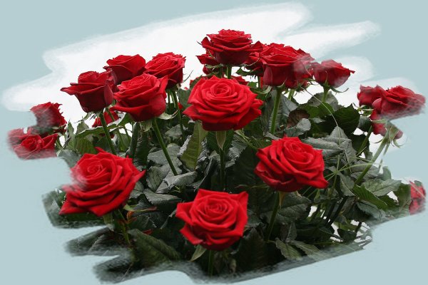 Шикарные розы для тебя