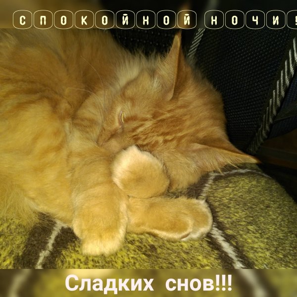 Сладких снов